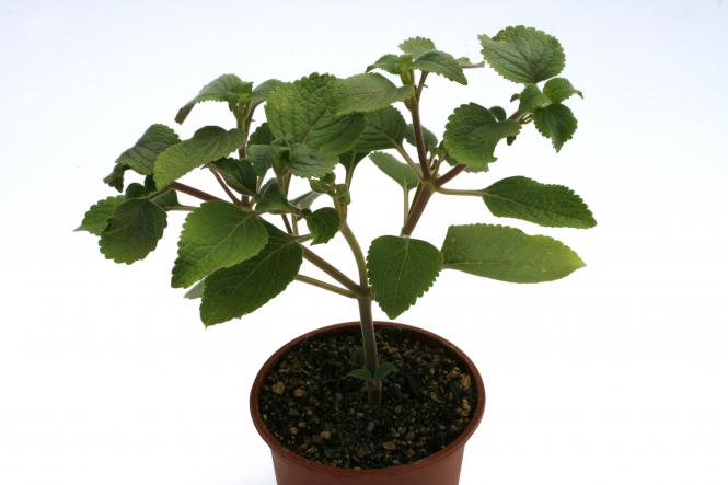 Plectranthus lanuginosus RMY333 n. Jemen 
