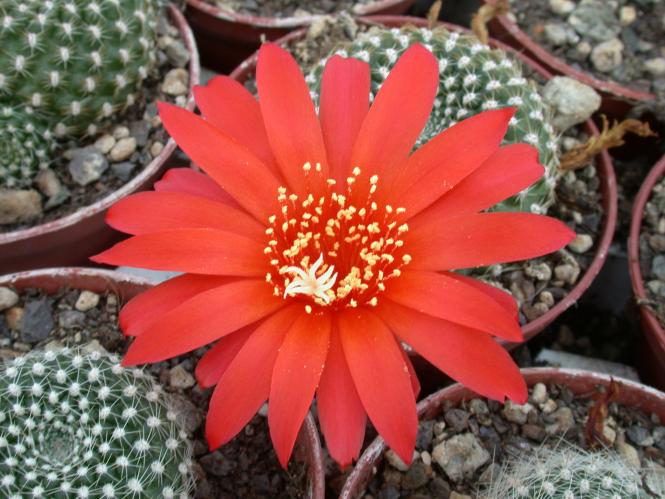Rebutia krainziana 