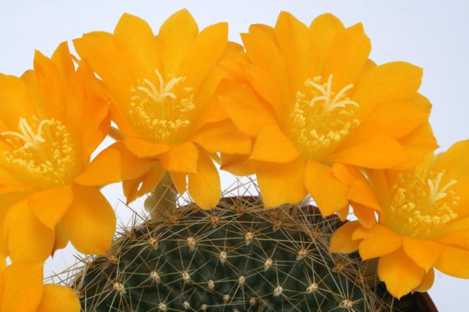 Rebutia spec. ex Vatter, orange Blüte 