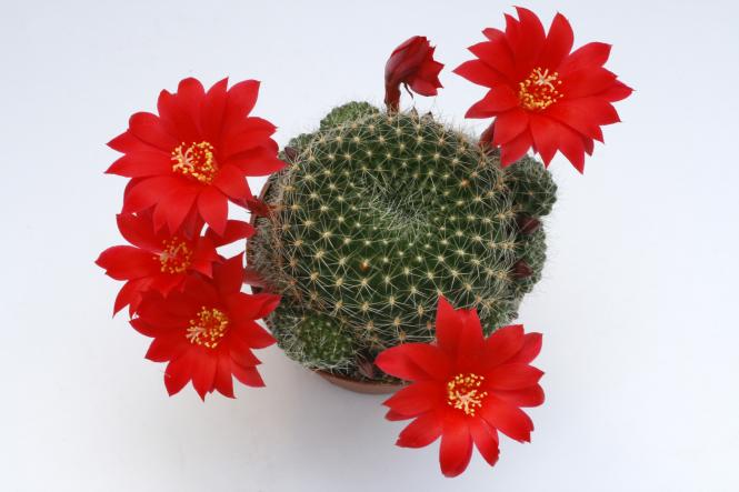 Rebutia spec. ex Vatter, purpur Blüte 