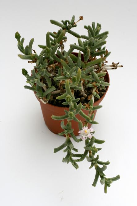 Ruschia rupicola aff. SB1508 ne. Keimos, Northern Cape, RSA 