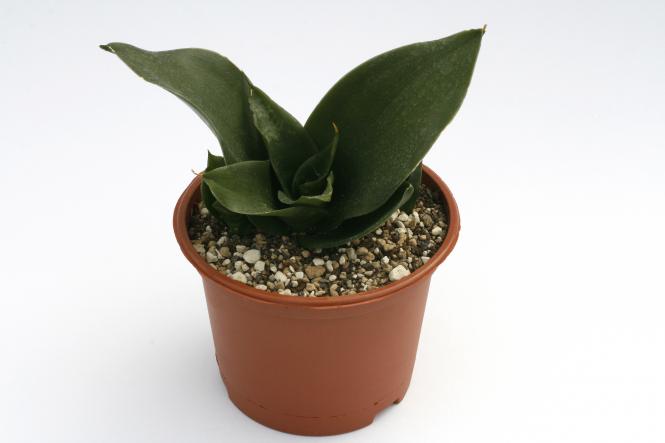 Kakteen Haage | Sansevieria trifasciata Black Jade ...