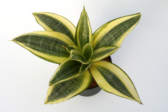 Sansevieria trifasciata Golden Hahnii 