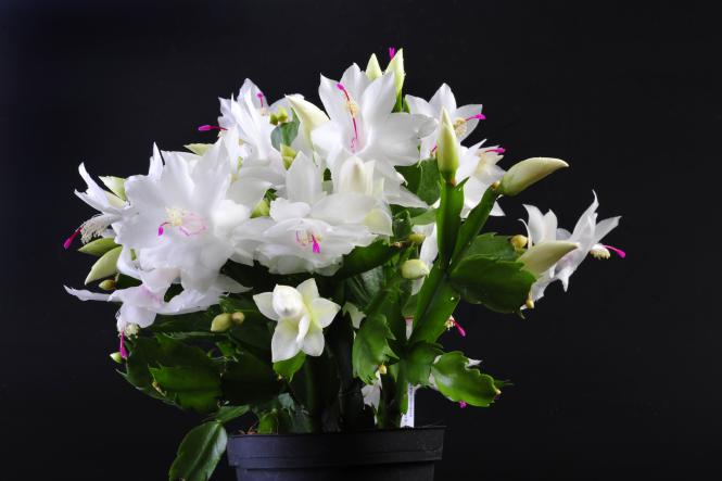 Schlumbergera Salvador Brazil 