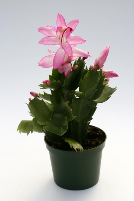 Schlumbergera Thor-Carolyne 