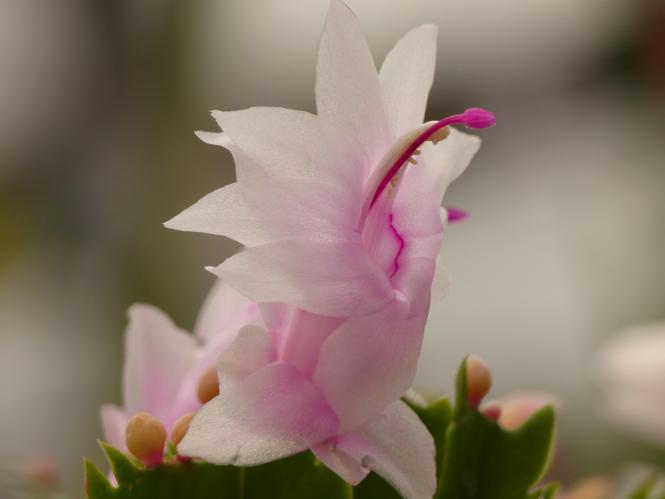 Schlumbergera Thor-Cecilie 
