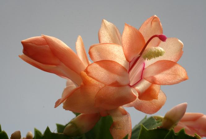 Schlumbergera Thor-Freya 