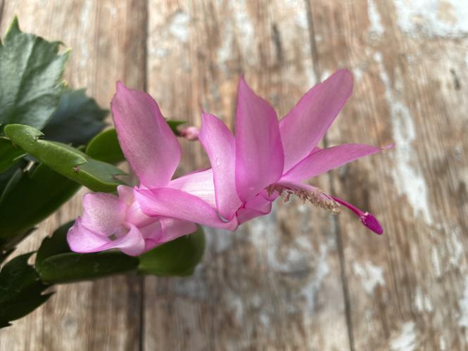Schlumbergera Thor-Ida 