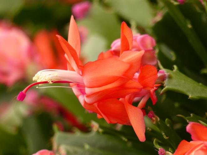 Schlumbergera Thor-Wild - Oranje 