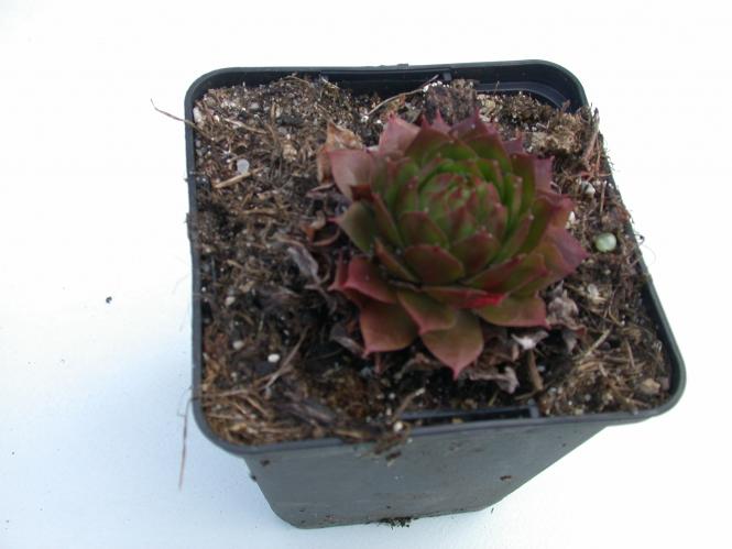 Sempervivum Orange Glow *1 
