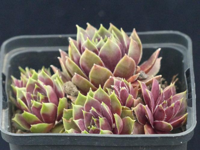 Sempervivum Tricolor *1 