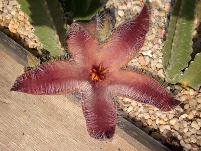 Stapelia grandiflora 