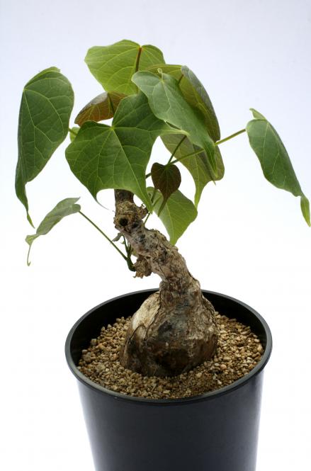 Sterculia colorata Y. $ 