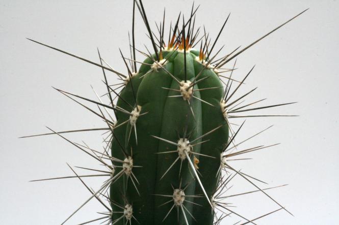 Stetsonia coryne % Formosa, ARG 