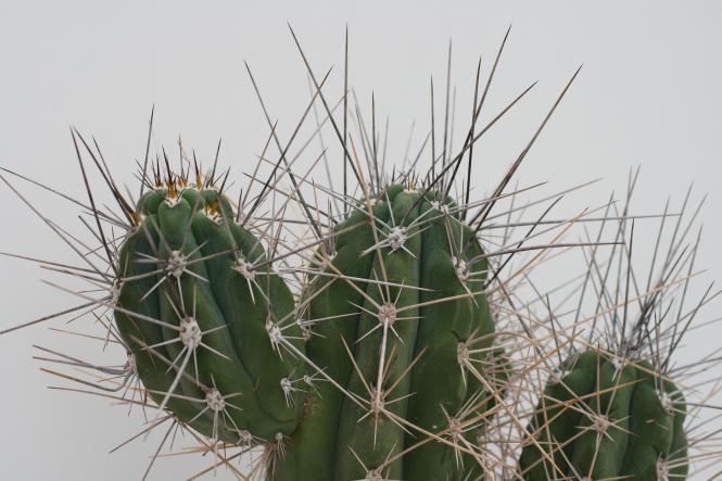 Stetsonia coryne % VoS1572 w. Grenze zu Formosa, Salta, ARG, 202 m 
