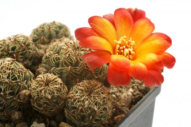Sulcorebutia canigueralii 