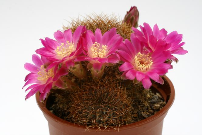 Sulcorebutia pulchra 