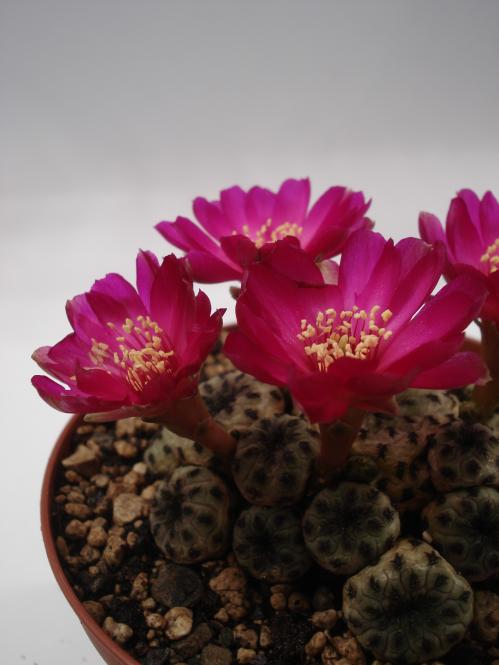 Sulcorebutia rauschii 