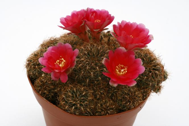 Sulcorebutia steinbachii 
