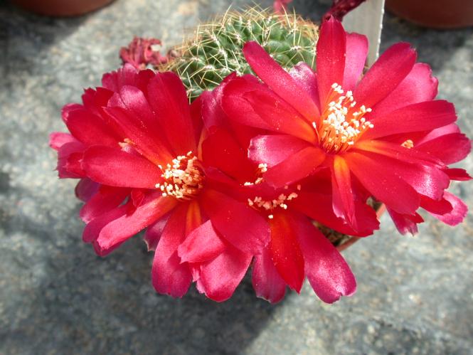 Sulcorebutia verticillacantha 