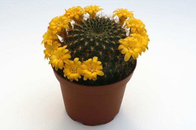 Sulcorebutia xanthoantha 