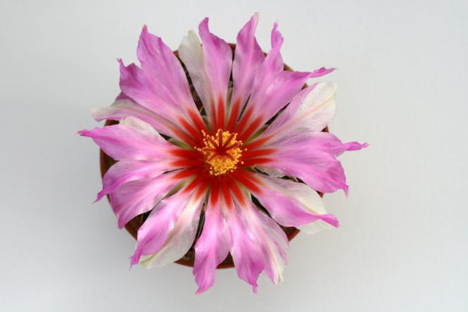 Thelocactus bicolor v. texensis % 