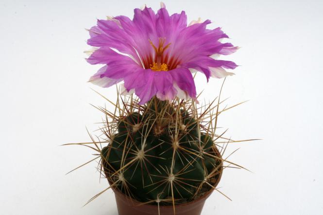 Thelocactus bicolor v. tricolor % 