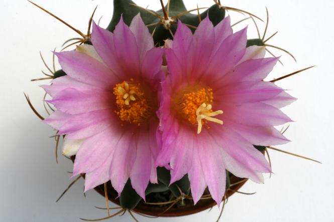 Thelocactus buekii 