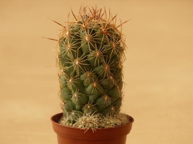 Thelocactus leucacanthus v. schmollii MK85.256 Vizzaron, Qro, MEX 