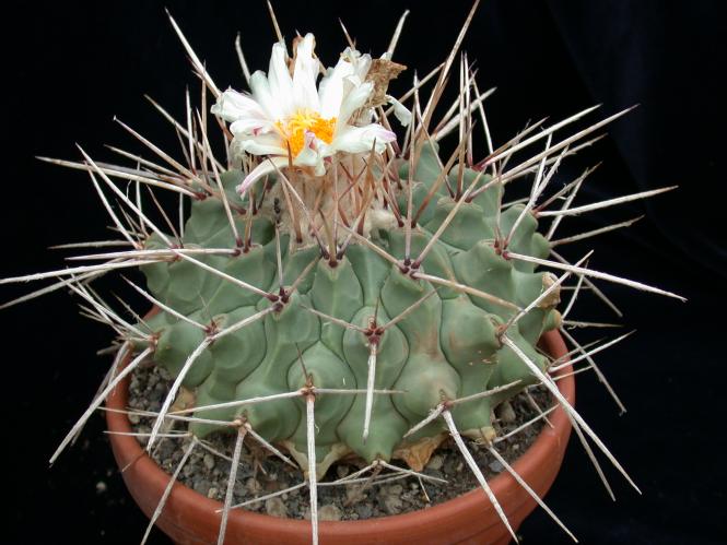 Thelocactus lophothele Icamole, NL, MEX 