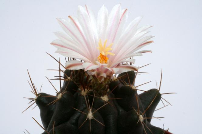 Thelocactus tulensis 