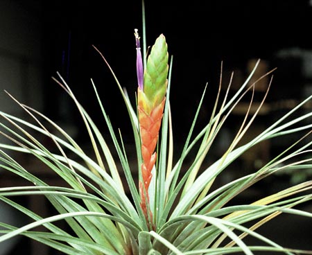Tillandsia tricolor v. melanocrater Mexico to Nicaragua, 800-2300m 