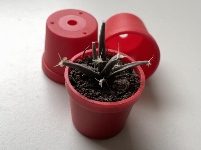 Pots round 3 cm, mini pots - red 