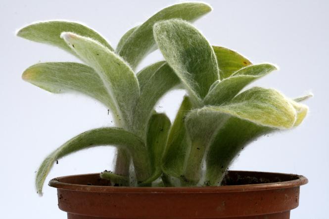 Tradescantia sillamontana Guatemala and Mexico 