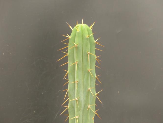 Trichocereus bridgesii KK919 