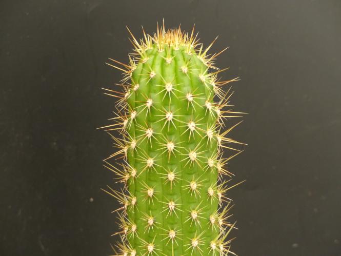 Trichocereus camarguensis 