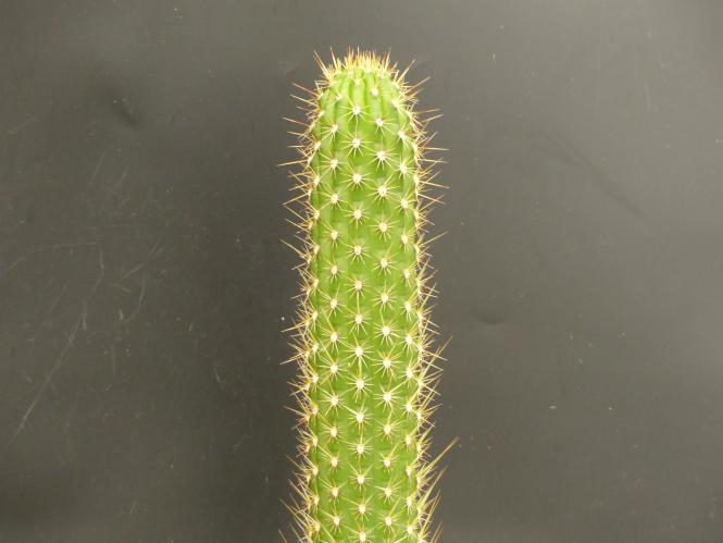Trichocereus camarguensis 
