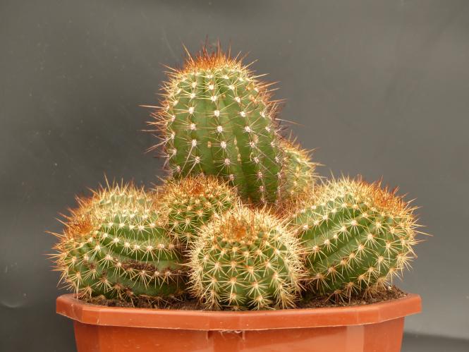 Trichocereus Kristina Dyckerhoff X Wessner X Madame Pele 