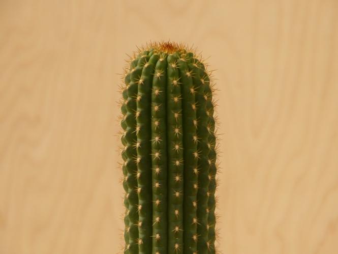 Trichocereus thelegonoides X Echinopsis spec. 