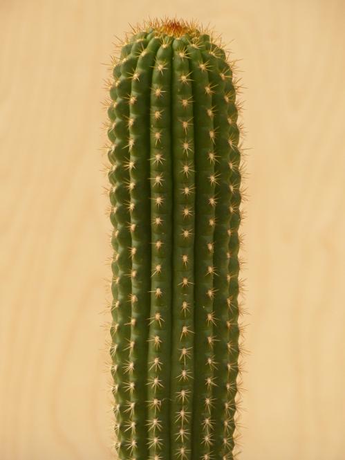 Trichocereus thelegonoides X Echinopsis spec. 