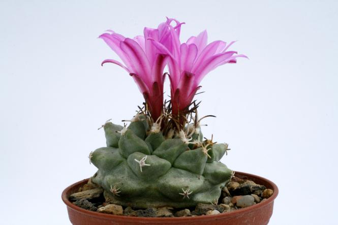 Turbinicarpus alonsoi § % Xichu, Gto, MEX 