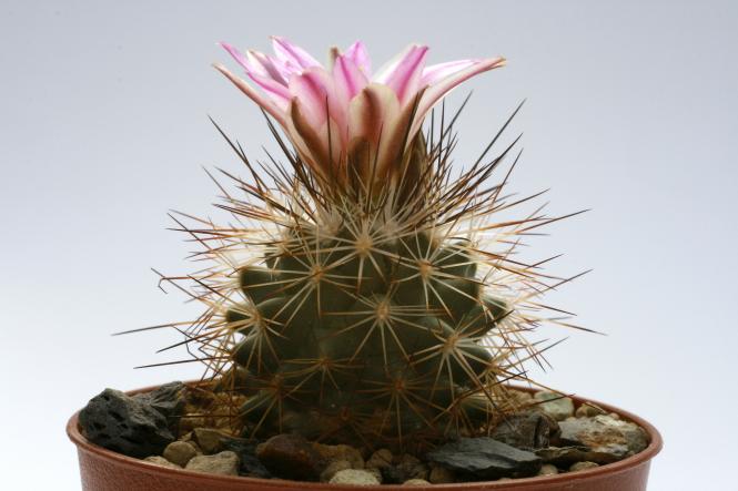 Turbinicarpus beguinii ssp. senilis § EL Chiflon, Coah, MEX 