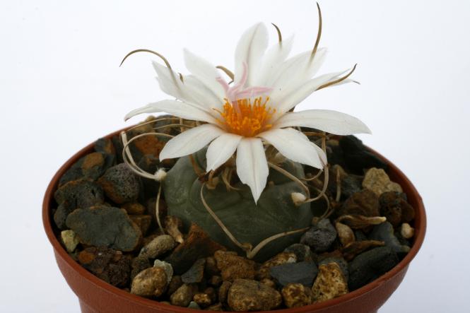 Turbinicarpus macrochele ssp. kupcakii § TCG3020 San Antonio de los Castillos, SLP, MEX 