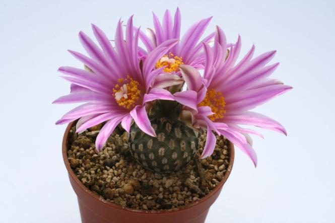 Turbinicarpus pseudopectinatus v. rubriflorus § % 