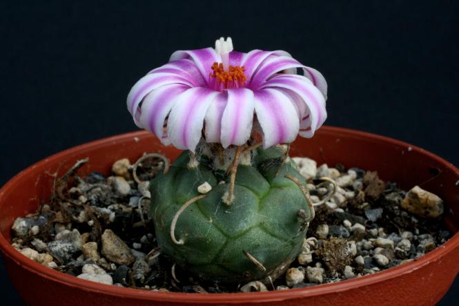 Turbinicarpus schwarzii v. rubriflorus § 