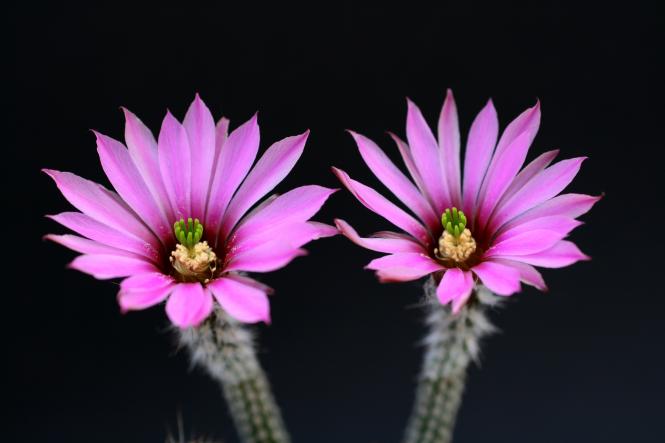 Wilcoxia poselgeri v. gerhardii 