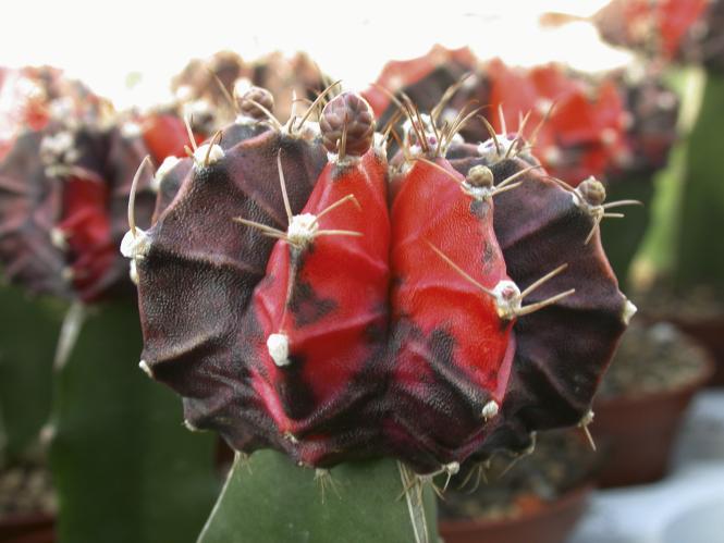 Gymnocalycium mihanovichii Dark Orange VE % 